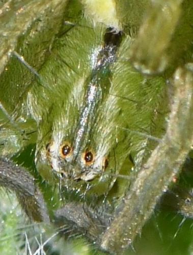 Micrommata ligurina